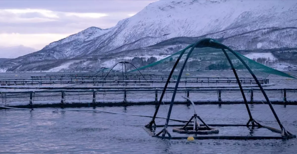 Revolutionizing Salmon Aquaculture: The Rise of Tidal